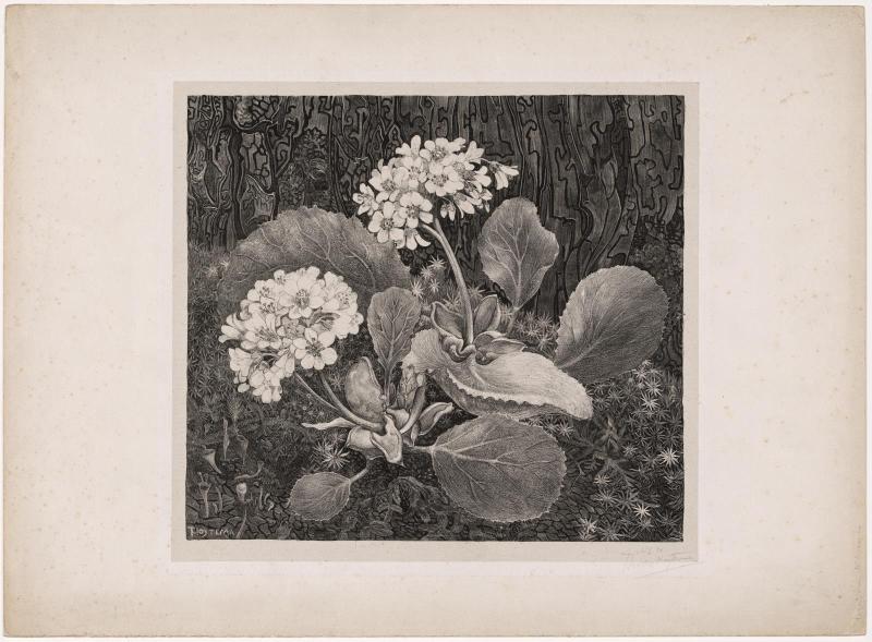 Primula in the Moss
