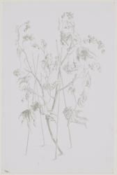 Castor Bean