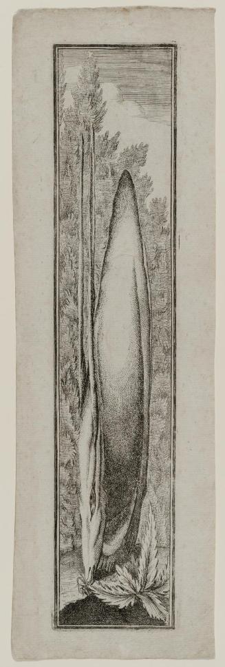 Anamorphosis of a hare