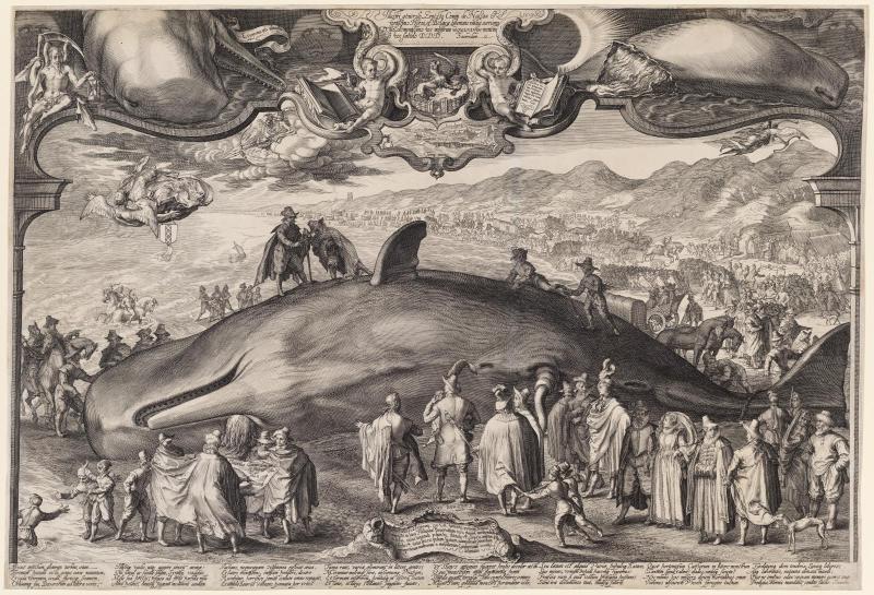 Beached Whale near Beverwijk Witnessed by Prince Ernest of Nassau
