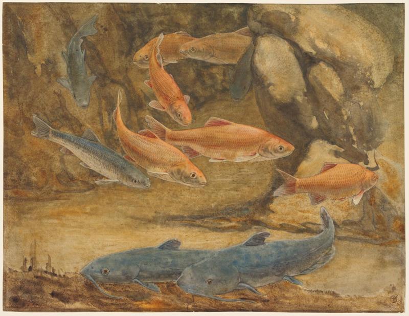 Catfish and Goldfish in an Aquarium