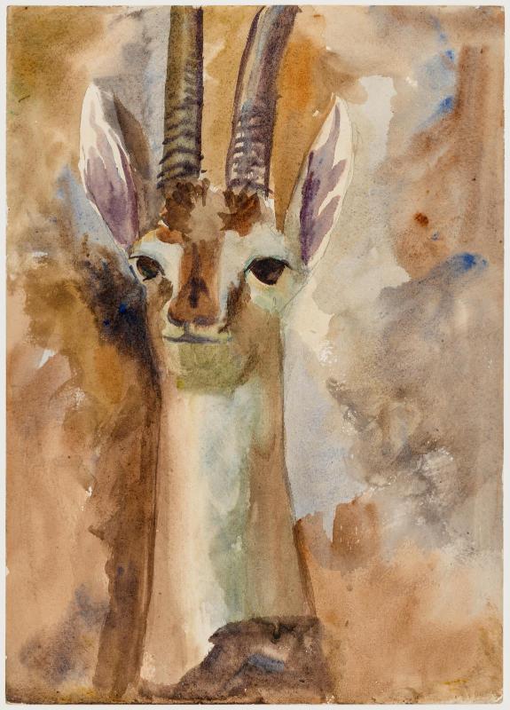 Head of a Stuffed Gazelle