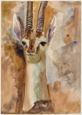 Head of a Stuffed Gazelle