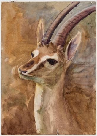 Head of a Stuffed Gazelle, Profile