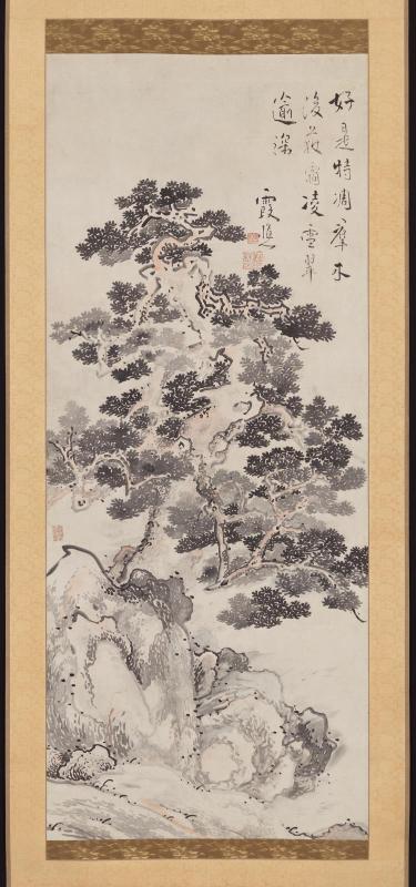 Large Pine Tree and Rocks