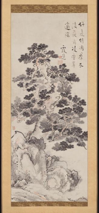 Large Pine Tree and Rocks