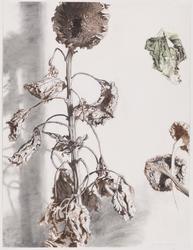Dried Sunflowers