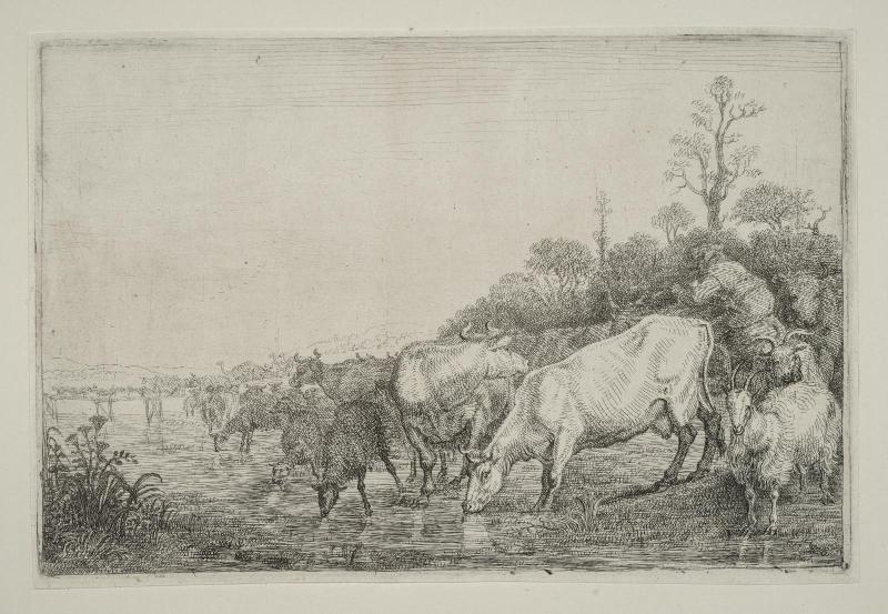 Cattle Drinking