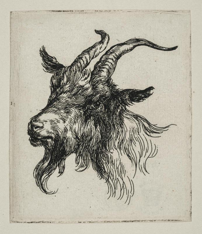 Head of a Goat