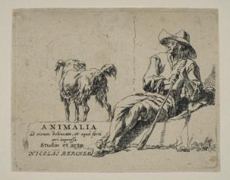 Animalia