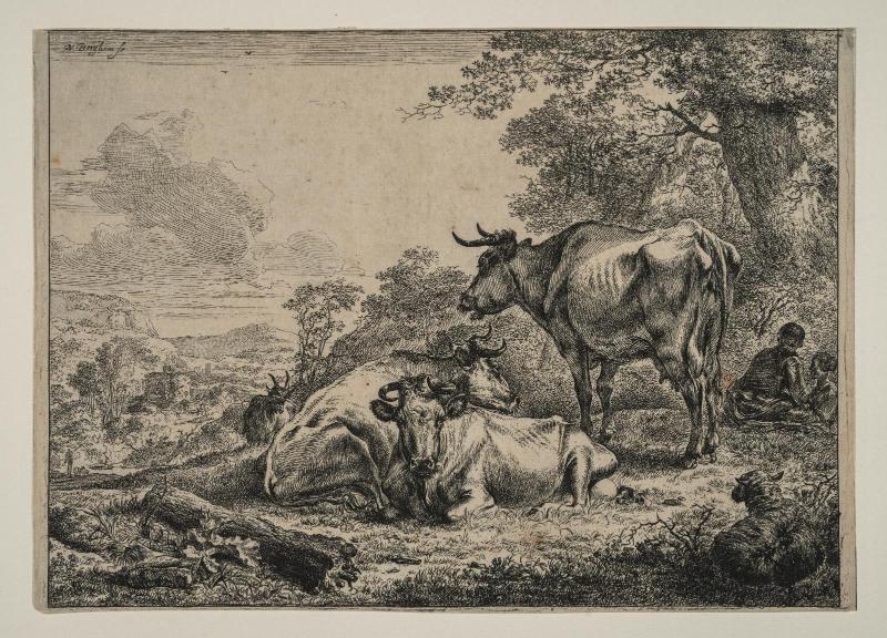Three Cows Resting