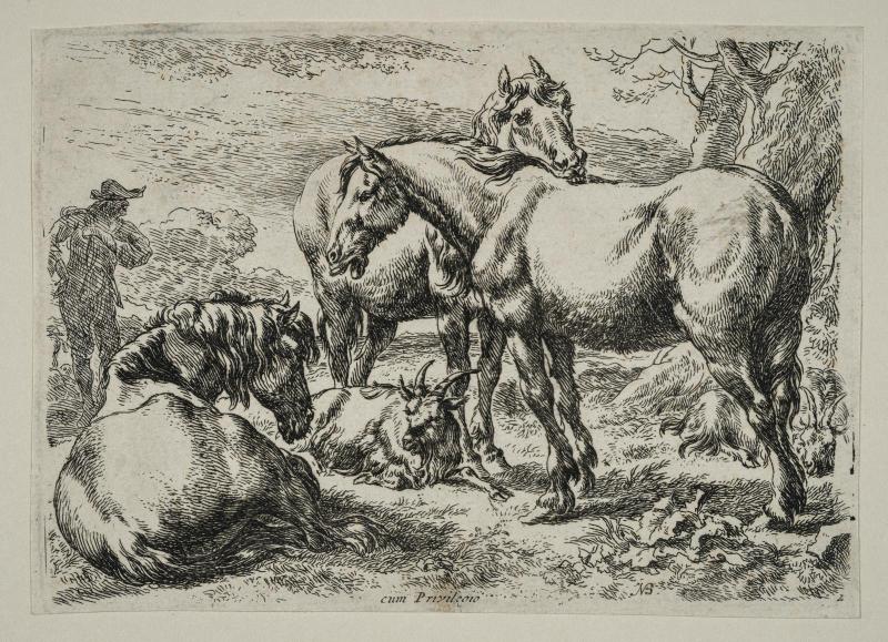 Horses