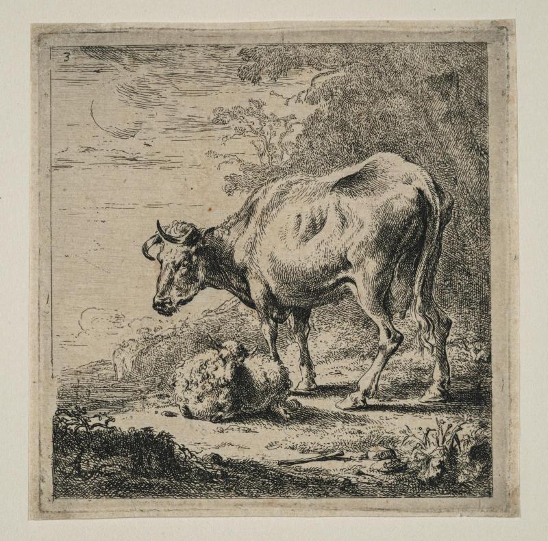 Cow and sheep