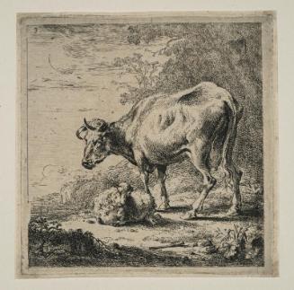 Cow and sheep