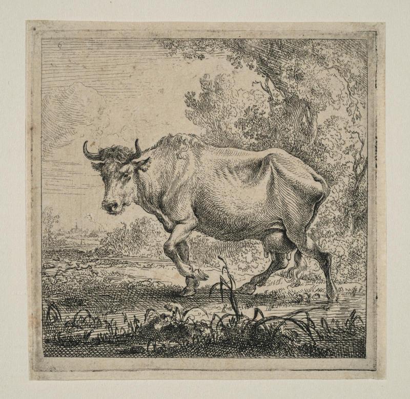 Cow Standing to Left