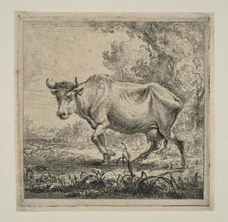 Cow Standing to Left