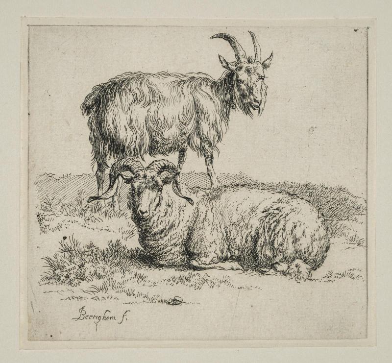 Goat and Ram