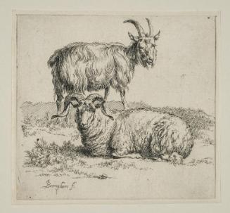 Goat and Ram