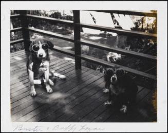 Dogs on porch wearing sunglasses