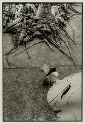 Iguanas, Juchitán, México