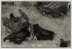 Mercado (Market), Juchitán, México