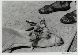La danza de la cabrita, antes de la matanza (The Little Goat's Dance, before the Slaughter), La Mixteca