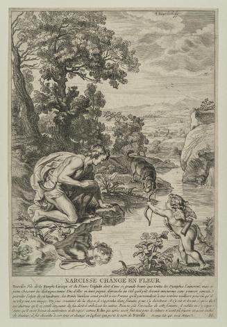 Narcissus