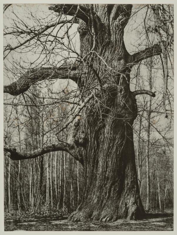 Oak Tree, (Le Chêne Dénudé)