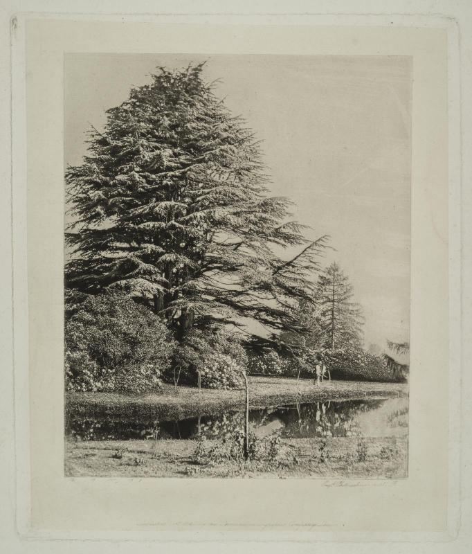 Cedars, Monmouthshire