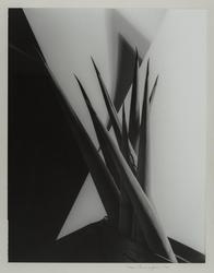 Agave