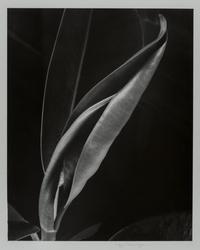 Black Lily