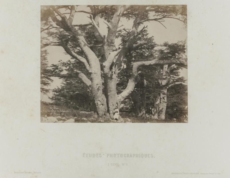 Cedar of Lebanon