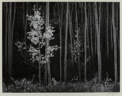 Aspen North of Santa Fe