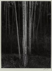 Aspens North of Santa Fe