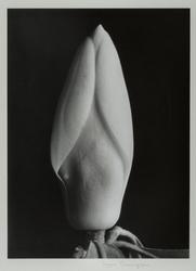 Magnolia Bud