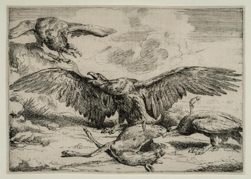 Eagles