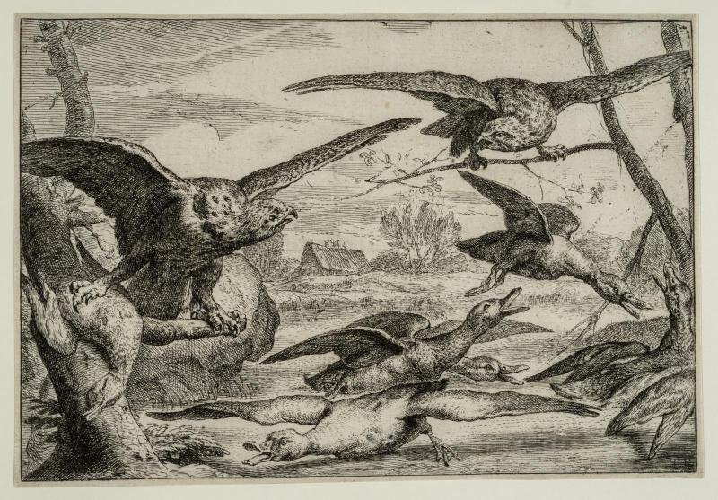 Sparrow-hawks
