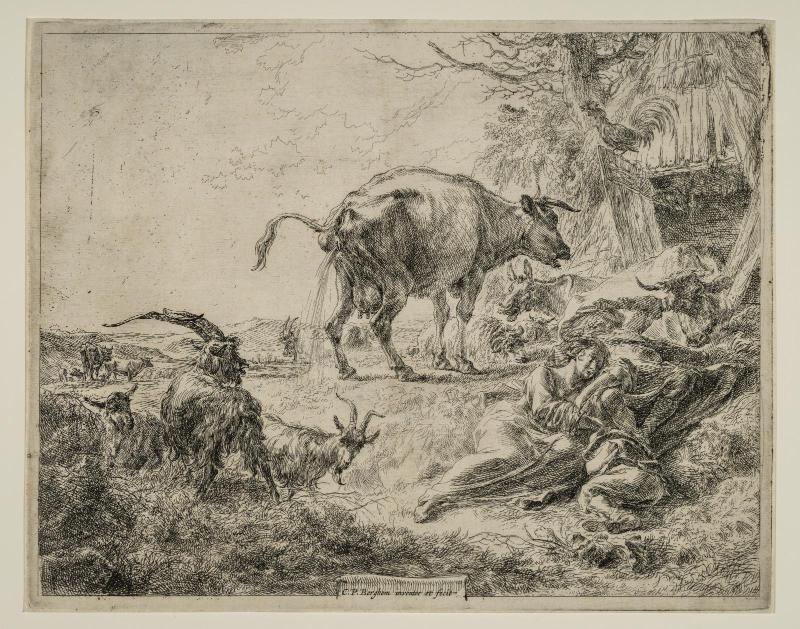 A Cow Making Water