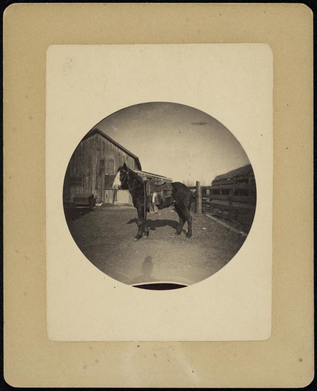 Circular Kodak image of horse with shadow of photographer in foreground