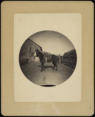 Circular Kodak image of horse with shadow of photographer in foreground
