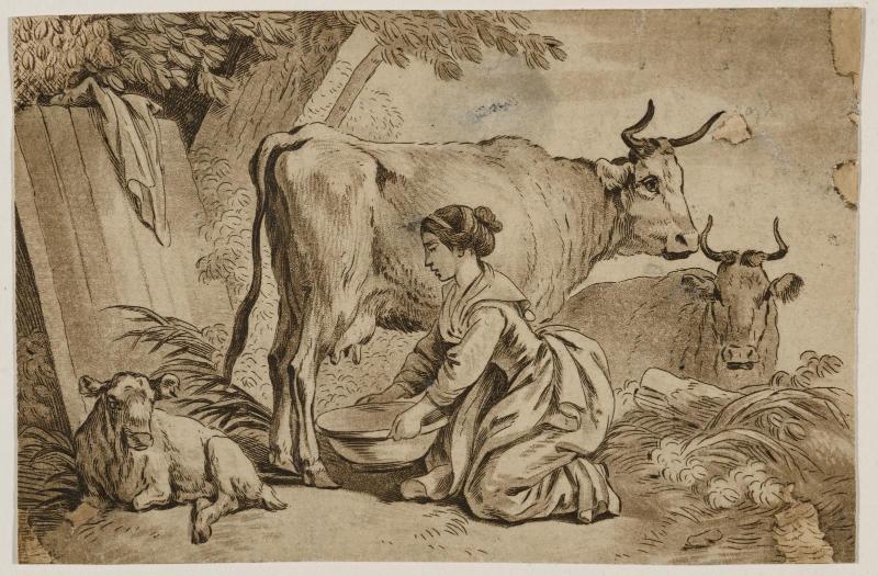 Milking a Cow