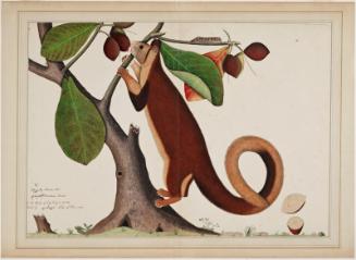 A Malabar Giant Squirrel (Ratufa Indica) in an Almond Tree, from the Impey Album