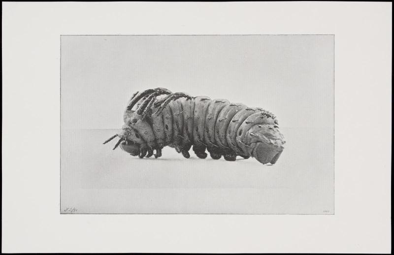 Caterpillar