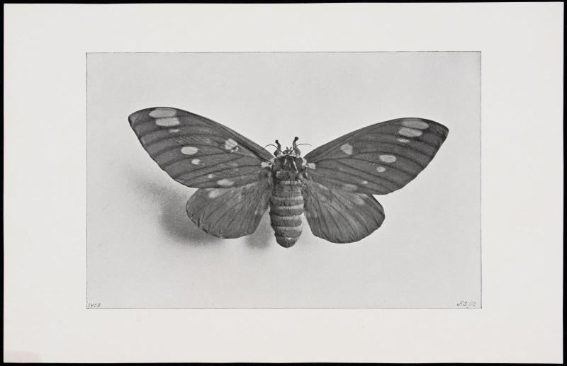 Moth
