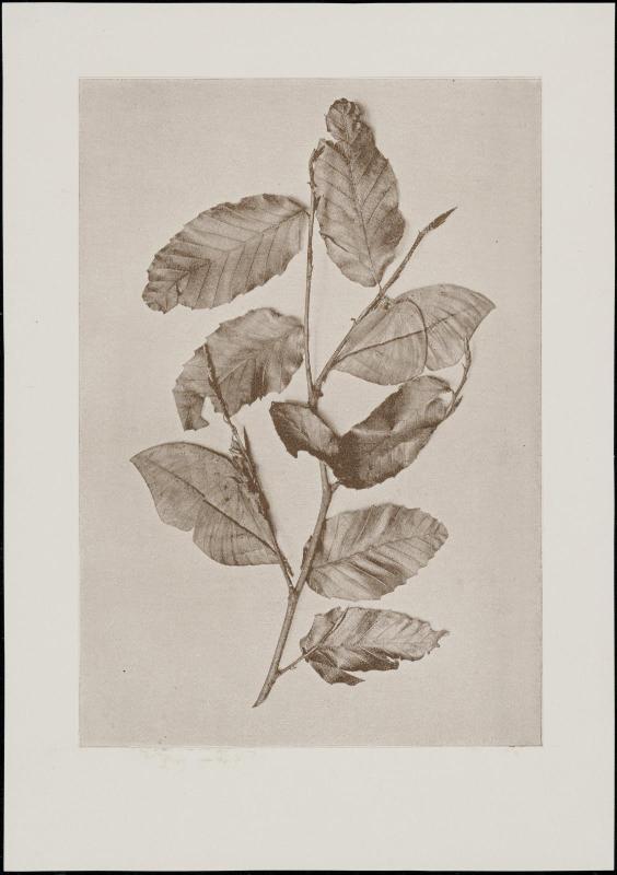 Leaves and butterflies