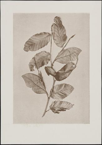 Leaves and butterflies