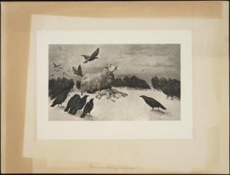 Sheep dying in the snow