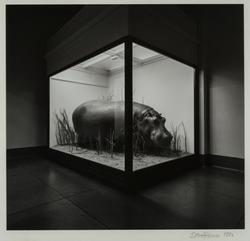 Hippopotamus in a museum case