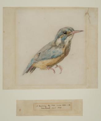 Study of a Bird