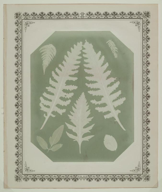 Seven botanical specimens